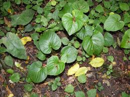 Attēlu rezultāti vaicājumam “Viola mirabilis leaf”