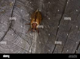 Attēlu rezultāti vaicājumam “Amphimallon solstitiale imago”