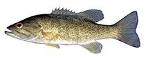 Image result for Micropterus dolomieu