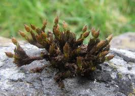 Attēlu rezultāti vaicājumam “Orthotrichum anomalum”