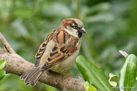 Image result for Passer domesticus