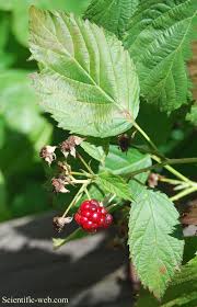 Attēlu rezultāti vaicājumam “Rubus nessensis”