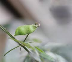 Attēlu rezultāti vaicājumam “Vicia hirsuta”