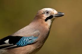 Attēlu rezultāti vaicājumam “Garrulus glandarius adult”