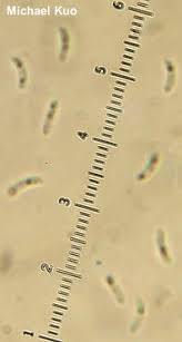 Attēlu rezultāti vaicājumam “Panellus serotinus”