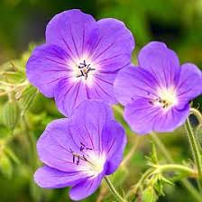 Attēlu rezultāti vaicājumam “Geranium palustre flower”