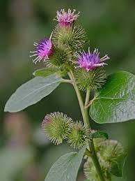 Attēlu rezultāti vaicājumam “Arctium”