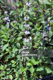 Attēlu rezultāti vaicājumam “Mentha x piperita leaf”