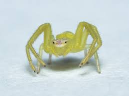 Attēlu rezultāti vaicājumam “Thomisidae”