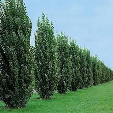 Attēlu rezultāti vaicājumam “Populus simonii”