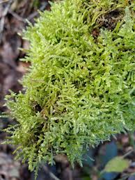 Attēlu rezultāti vaicājumam “Hypnum jutlandicum”