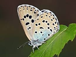 Attēlu rezultāti vaicājumam “Phengaris arion upperside”