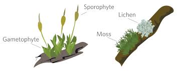 Attēlu rezultāti vaicājumam “sporophyte”