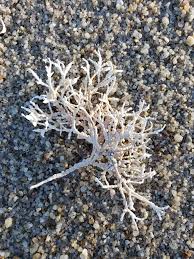 Attēlu rezultāti vaicājumam “Rhodophyta”