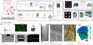 Attēlu rezultāti vaicājumam “Colloderma oculatum plasmodium”
