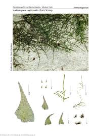 Attēlu rezultāti vaicājumam “Serpoleskea confervoides”