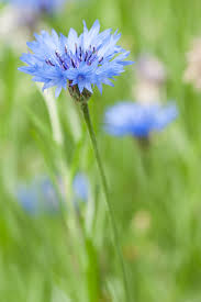 Attēlu rezultāti vaicājumam “Cyanus segetum flower”