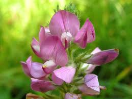 Attēlu rezultāti vaicājumam “Ononis arvensis”