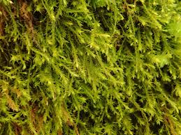 Attēlu rezultāti vaicājumam “Anomodon longifolius”