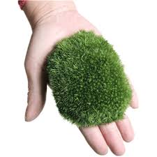 Attēlu rezultāti vaicājumam “Leucobryum glaucum”