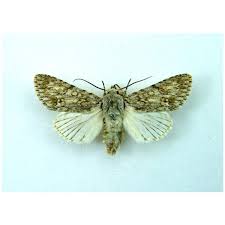 Attēlu rezultāti vaicājumam “Cerapteryx graminis”