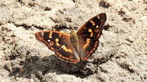 Attēlu rezultāti vaicājumam “Apatura ilia male”