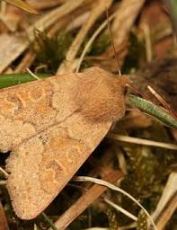 Attēlu rezultāti vaicājumam “Orthosia miniosa imago”