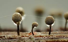 Attēlu rezultāti vaicājumam “Stemonaria irregularis young”