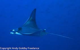 Image result for Mobula thurstoni