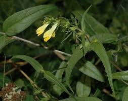 Attēlu rezultāti vaicājumam “Melampyrum pratense leaf”