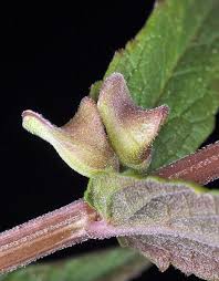 Attēlu rezultāti vaicājumam “Scutellaria galericulata leaf”