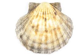 Image result for Placopecten magellanicus