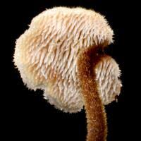 Attēlu rezultāti vaicājumam “Auriscalpium vulgare”