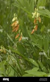 Attēlu rezultāti vaicājumam “Lathyrus laevigatus”