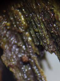 Attēlu rezultāti vaicājumam “Diachea subsessilis spores”