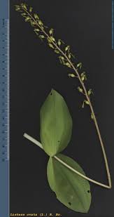 Attēlu rezultāti vaicājumam “Listera ovata leaf”