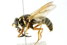 Attēlu rezultāti vaicājumam “Temnostoma vespiforme”