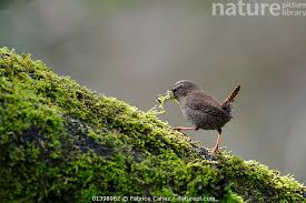 Attēlu rezultāti vaicājumam “Troglodytes troglodytes nest”
