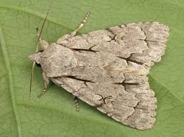 Attēlu rezultāti vaicājumam “Acronicta cuspis”