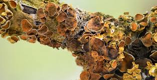 Attēlu rezultāti vaicājumam “Lichenoconium xanthoriae”