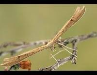 Attēlu rezultāti vaicājumam “Stenoptilia pterodactyla”