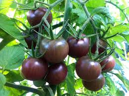 Afbeeldingsresultaat voor black cherry tomato