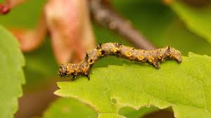 Attēlu rezultāti vaicājumam “Phigalia pilosaria”