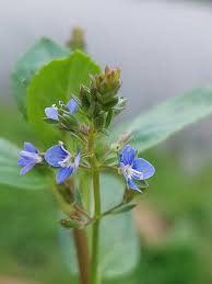 Attēlu rezultāti vaicājumam “Veronica beccabunga”