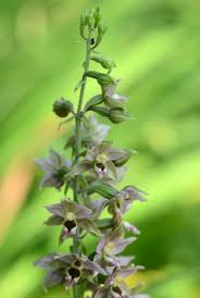 Attēlu rezultāti vaicājumam “Epipactis helleborine fruit”