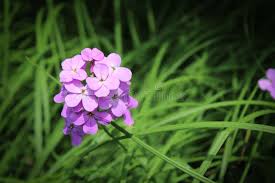 Attēlu rezultāti vaicājumam “Hesperis matronalis bud”