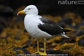 Attēlu rezultāti vaicājumam “Larus marinus”