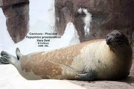 Image result for Pagophilus groenlandicus