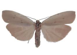 Attēlu rezultāti vaicājumam “Pelosia muscerda”