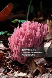 Attēlu rezultāti vaicājumam “Clavulina amethystina”